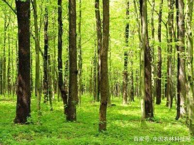 林权可以抵押贷款吗