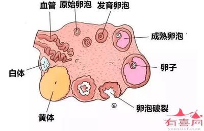 卵巢有多少卵子正常