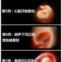 胎儿发育全过程图解