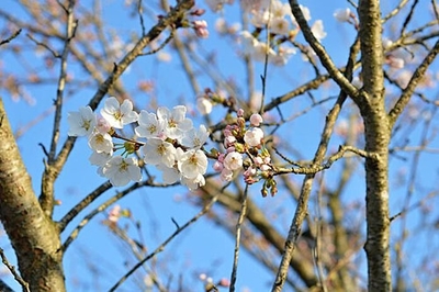 孕妇梦见桃树开花