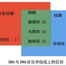 dna rna各有多少种碱基