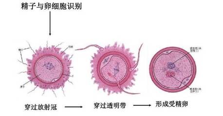 正常受孕需要多少精子