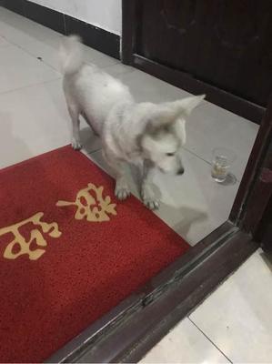 梦见自己关门不让狗进
