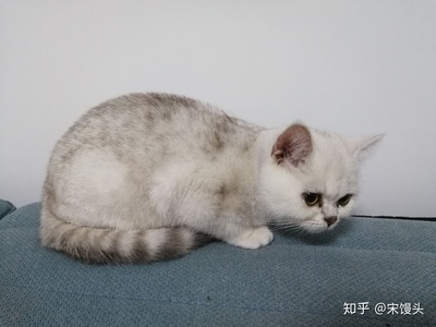 猫咪怀孕一个月