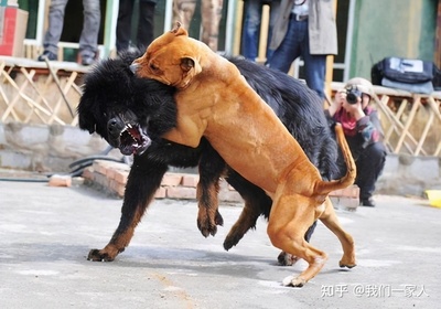 斗牛犬霸气名字大全
