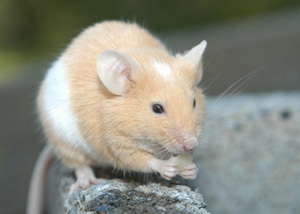 屬老鼠的今年多大歲數
