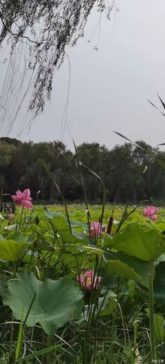 苏州花卉植物园天气预报