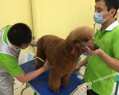 培训狗狗多少钱