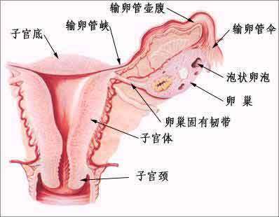 轻度宫腔粘连怎么治疗