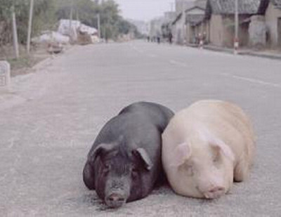 孕妇梦见大白猪