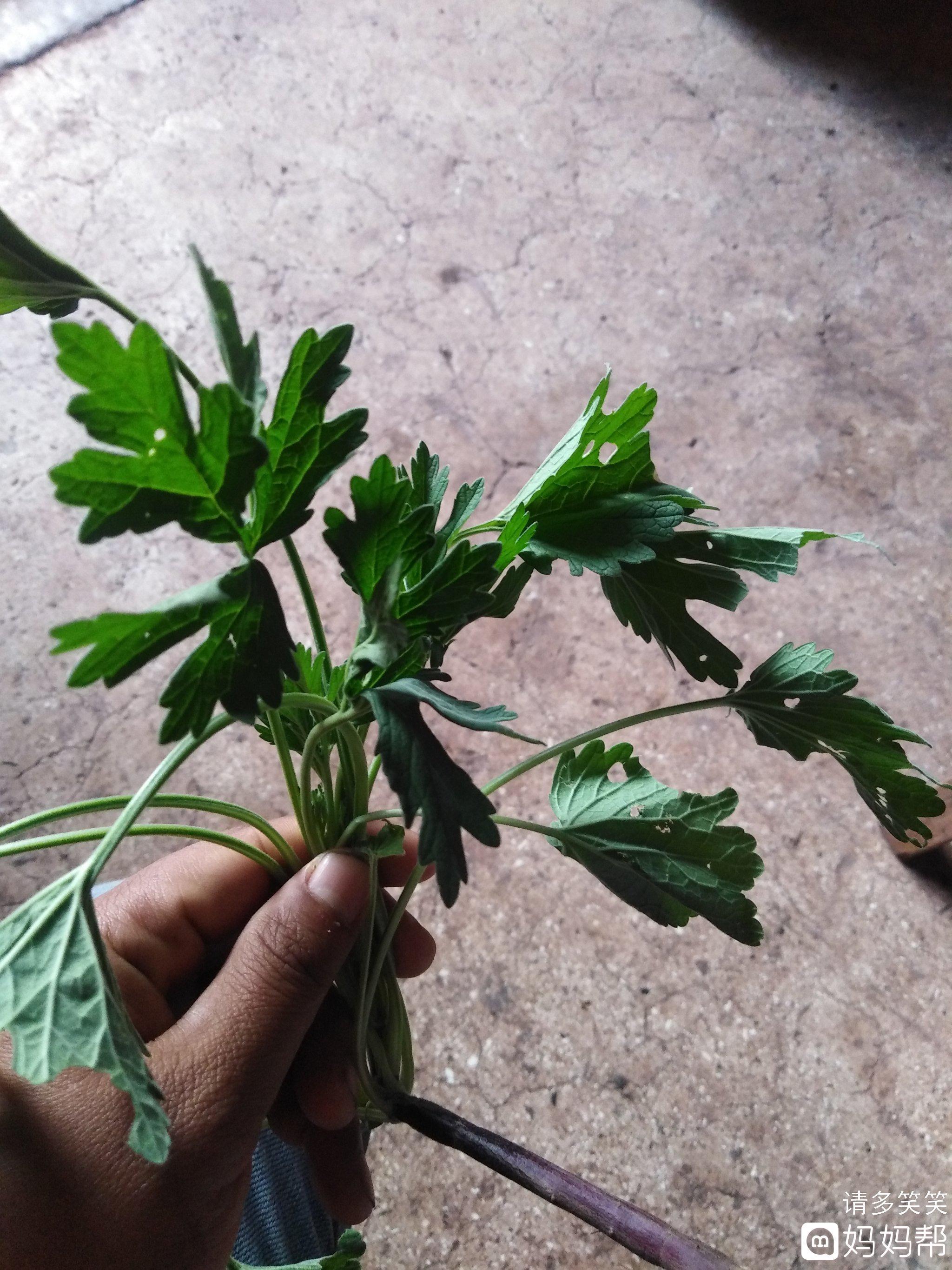 怀孕吃益母草会怎么样