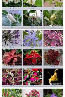 花草的名称