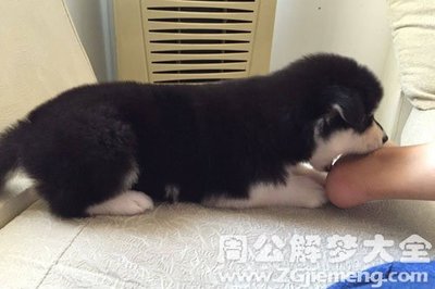 梦见被狗咬了脚