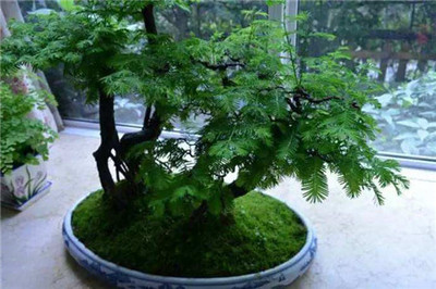 水杉盆景对人有害吗