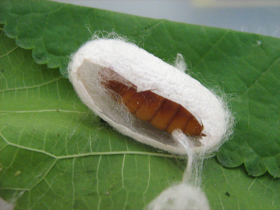 蚕结茧的东西怎么做