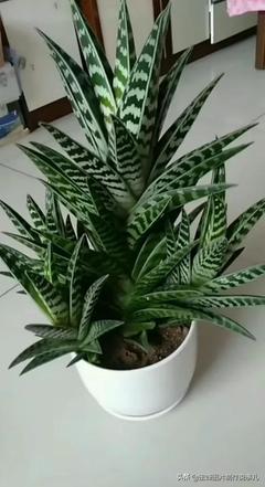 厨房适合放虎皮兰