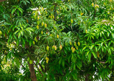 路边芒果树上的芒果能不能吃?