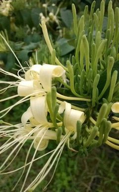 桂花五行属什么