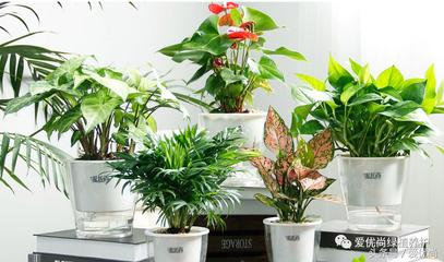 室内水养植物