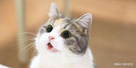 猫进家里是什么预兆