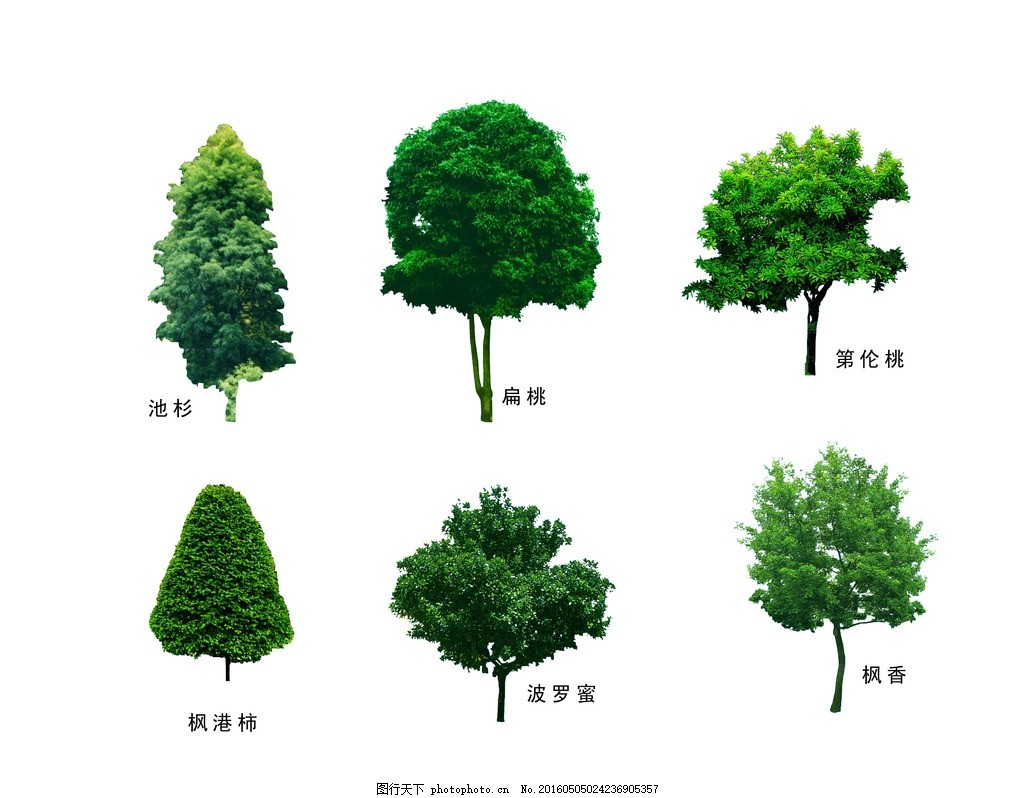 北方园林绿化常绿树种有