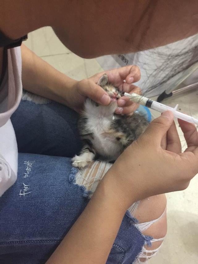 怎么给小猫喂奶粉