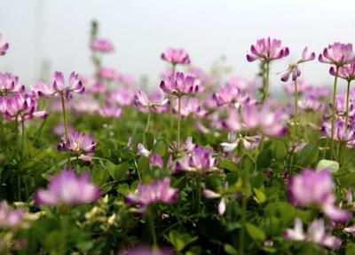 孕妇梦见鲜花