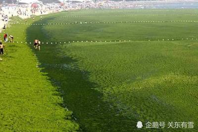 青岛浒苔什么时候结束