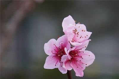 孕妇梦见桃树开花