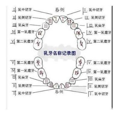 宝宝乳牙有几颗