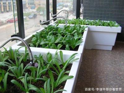阳台种菜用什么肥料
