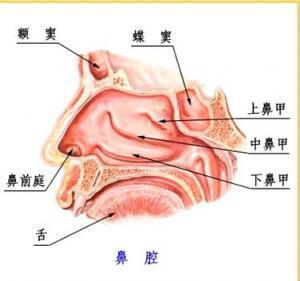 下鼻甲肥大怎么治疗