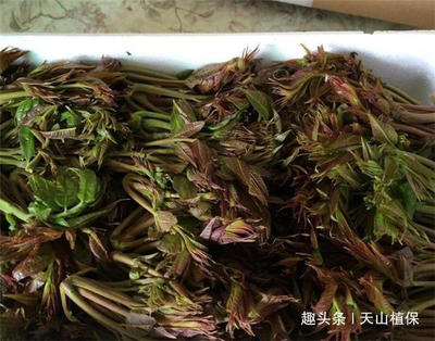 月子能吃荠菜吗