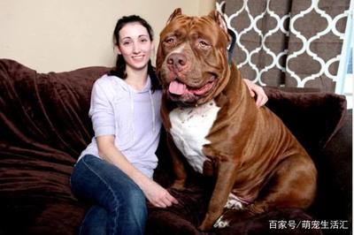 斗牛犬霸气名字大全