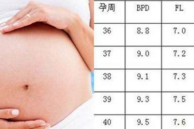 胎儿fl标准对照表