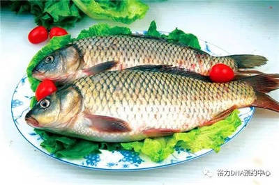 孕妇可以吃鲤鱼