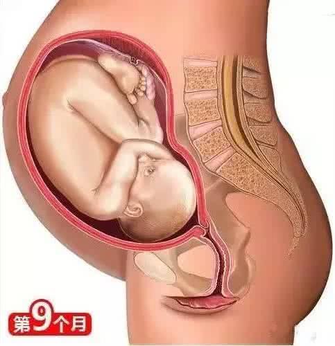 胎儿入盆多久能生