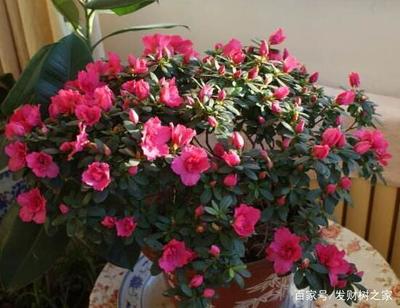 杜鹃花能放卧室吗