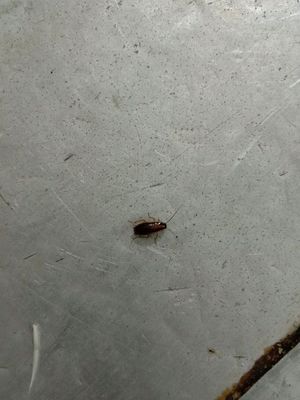 厨房有小虫怎么办