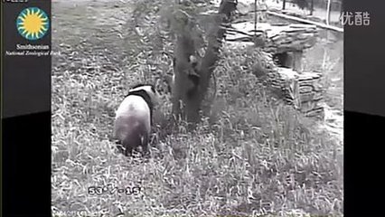 孕妇梦见傻子是胎梦吗