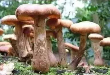 咳嗽能吃磨菇吗