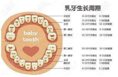宝宝后牙什么时候长