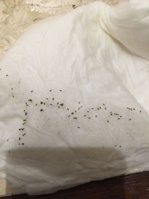 地板虫怎么彻底消灭