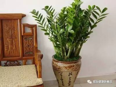 属鼠养什么植物旺财