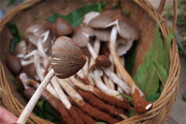 鸡枞菌 香菇 肌肉