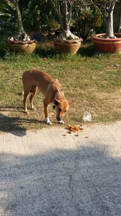 狗吃塑料袋会死吗