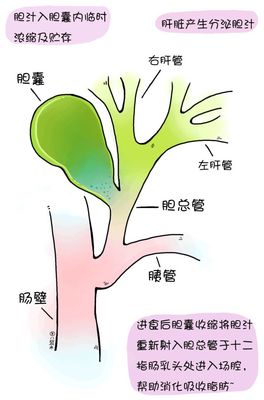 肝管结石怎么治疗最好的方法