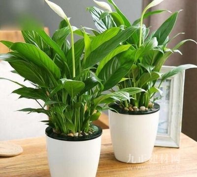 办公桌风水植物