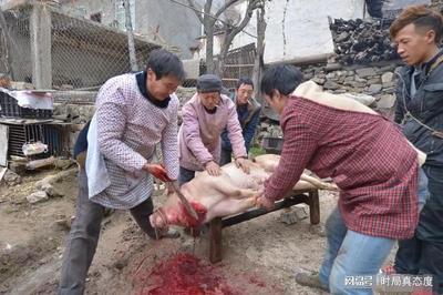 杀猪犯法吗
