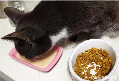 猫咪吃猫粮便秘怎么办